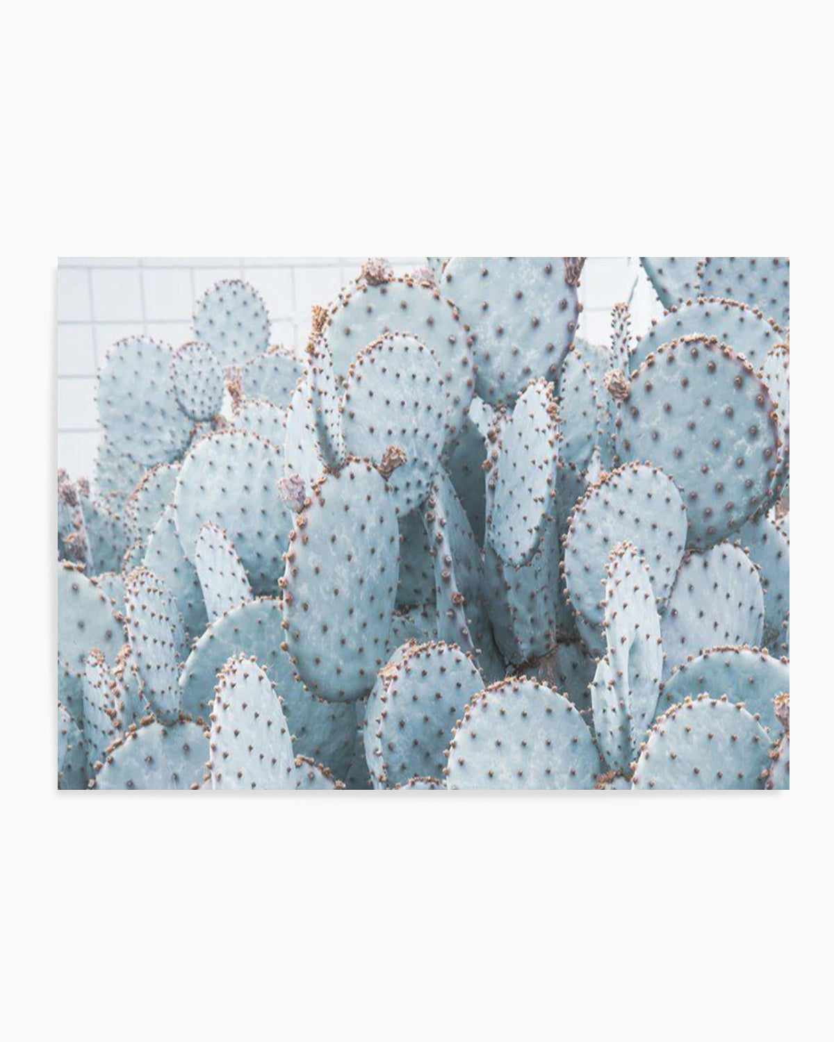 Pale Prickly Pear Cactus | LS Art Print