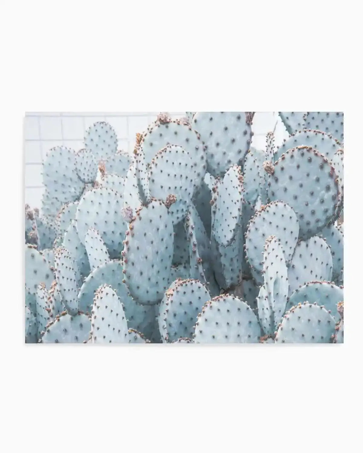 Pale Prickly Pear Cactus | LS Art Print from Olive et Oriel where you can shop wallpaper and artworks online