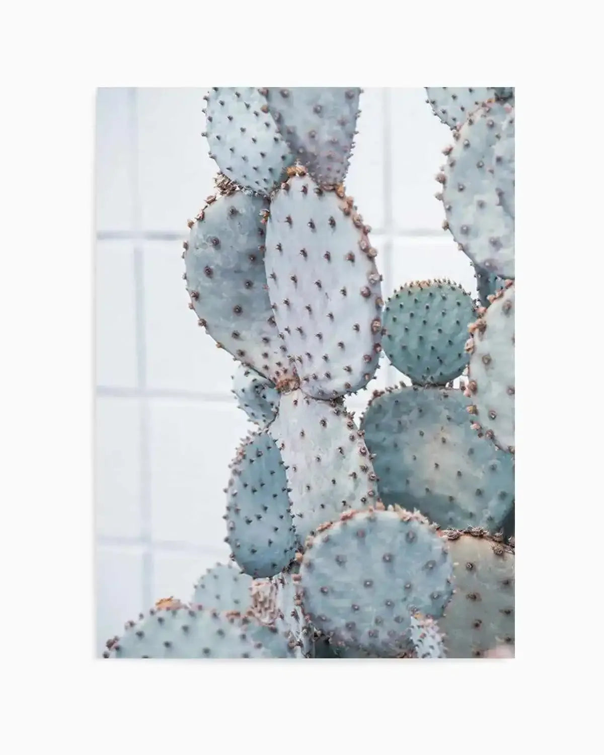 Pale Prickly Pear I Art Print from Olive et Oriel where you can shop wallpaper and artworks online