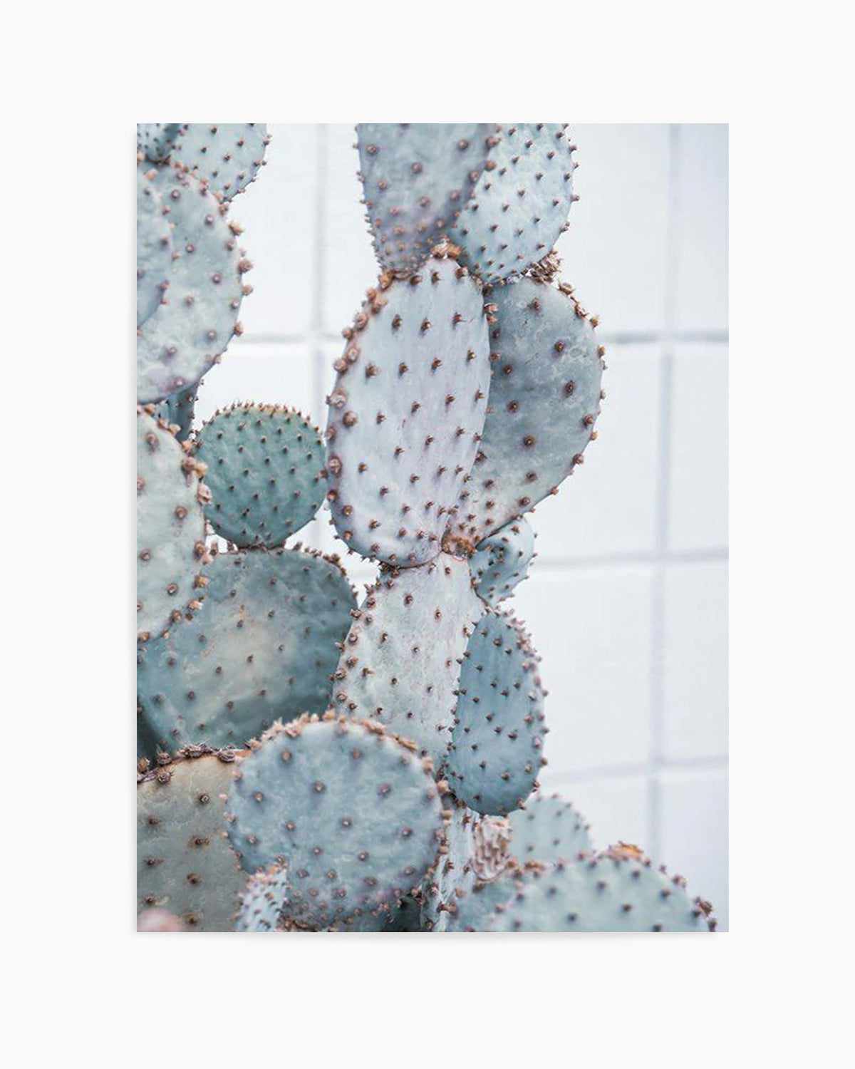 Pale Prickly Pear II Art Print