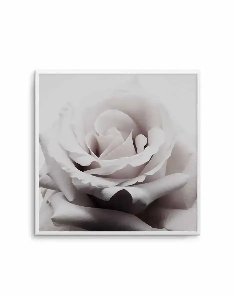 Pale Rose | SQ Art Print-PRINT-Olive et Oriel-Olive et Oriel-Buy-Australian-Art-Prints-Online-with-Olive-et-Oriel-Your-Artwork-Specialists-Austrailia-Decorate-With-Coastal-Photo-Wall-Art-Prints-From-Our-Beach-House-Artwork-Collection-Fine-Poster-and-Framed-Artwork