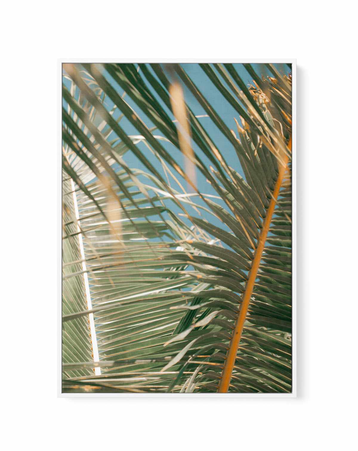 Palm Bae II by Riccardo Camilli | Framed Canvas Art Print