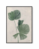 Palm Botanical III | Framed Canvas Art Print