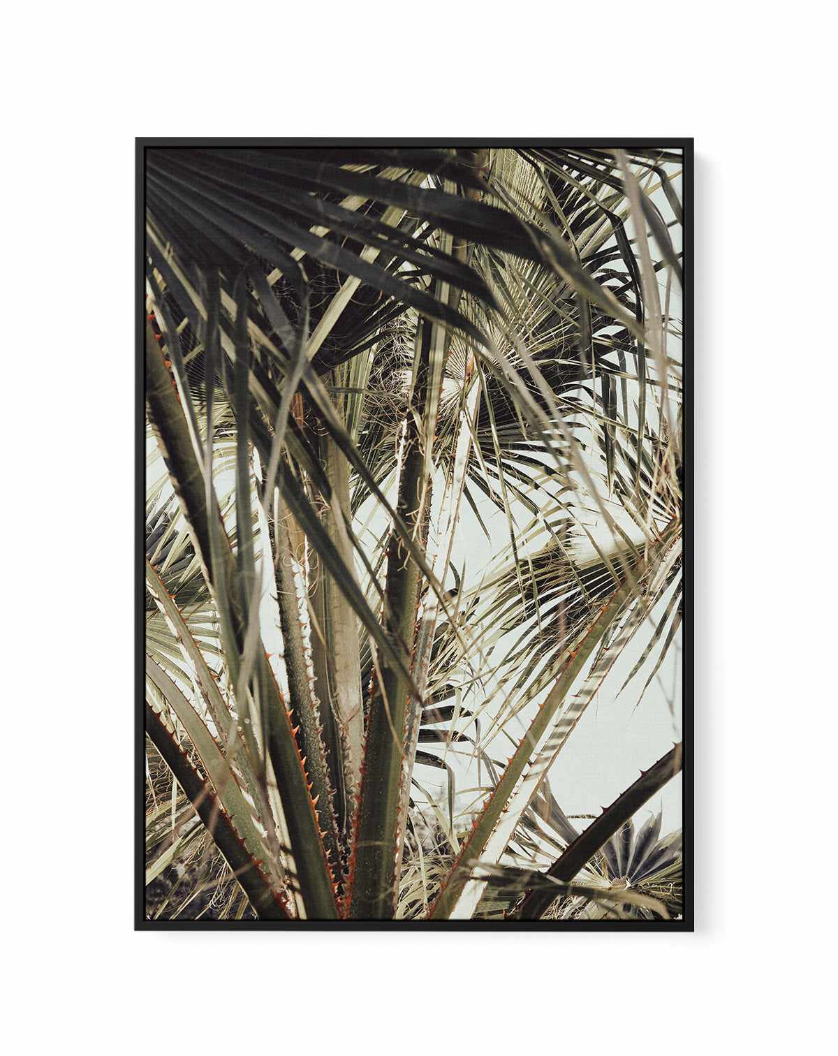 Palm Blad 006 By Studio III | Framed Canvas Art Print