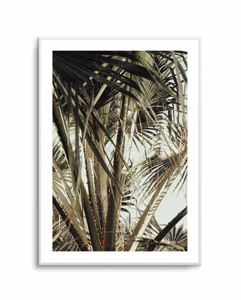 Palm Blad 006 By Studio III | Art Print