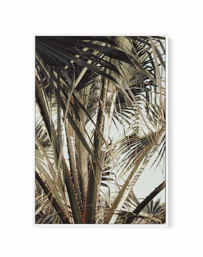 Palm Blad 006 By Studio III | Framed Canvas Art Print