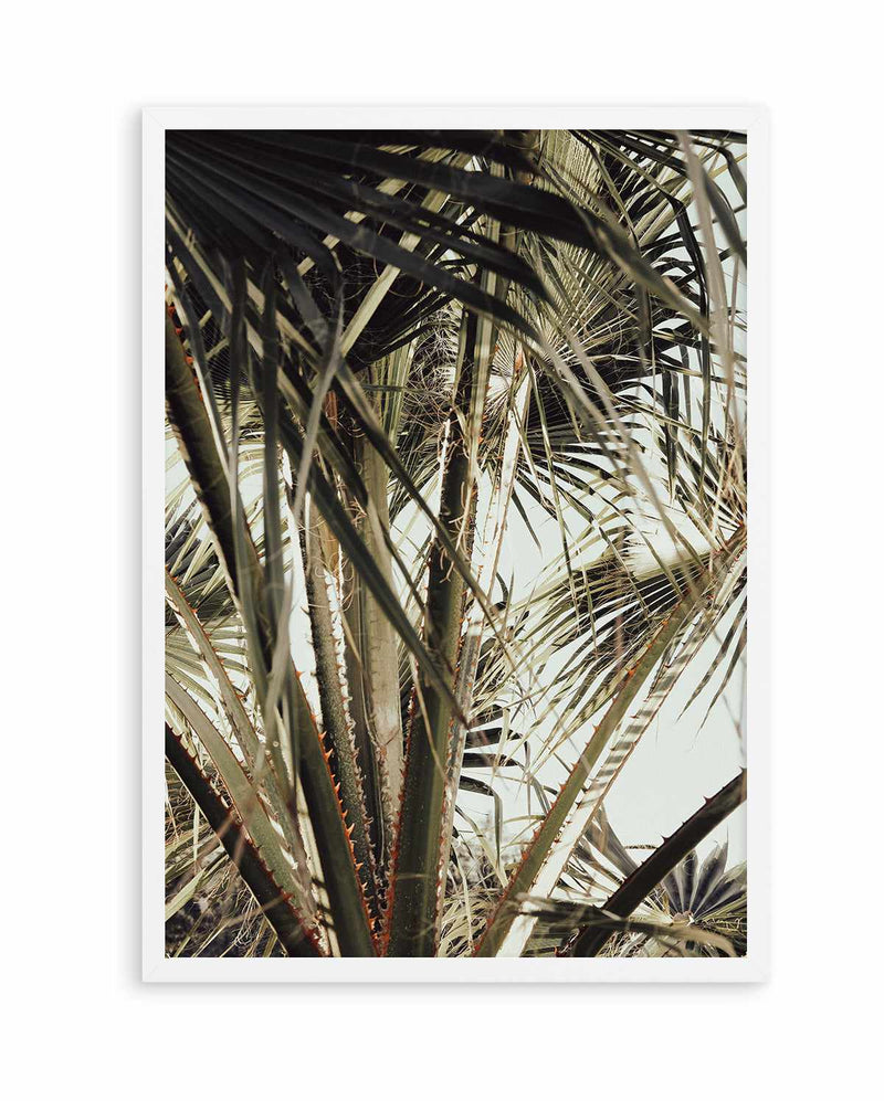 Palm Blad 006 By Studio III | Art Print