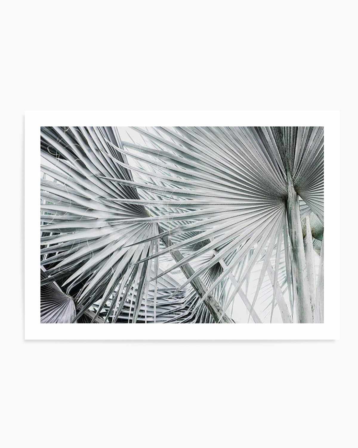 Palmier | LS Art Print