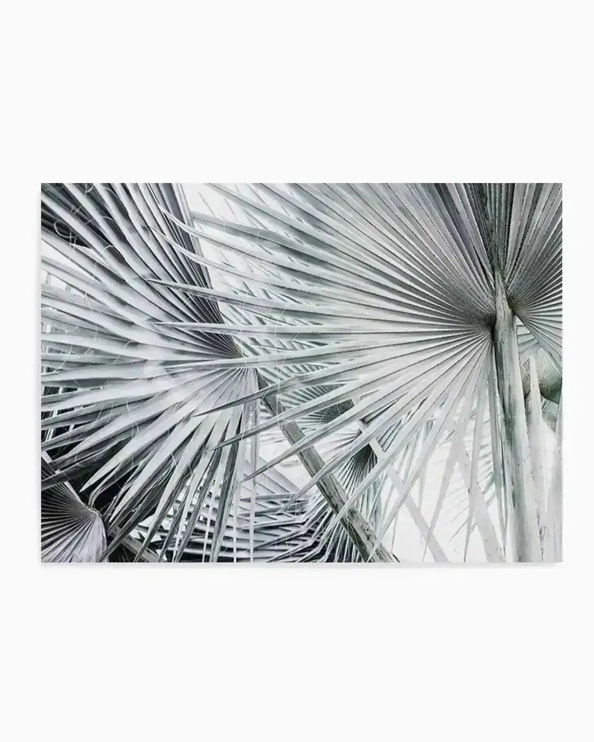 Premium palmier-ls from Olive et Oriel