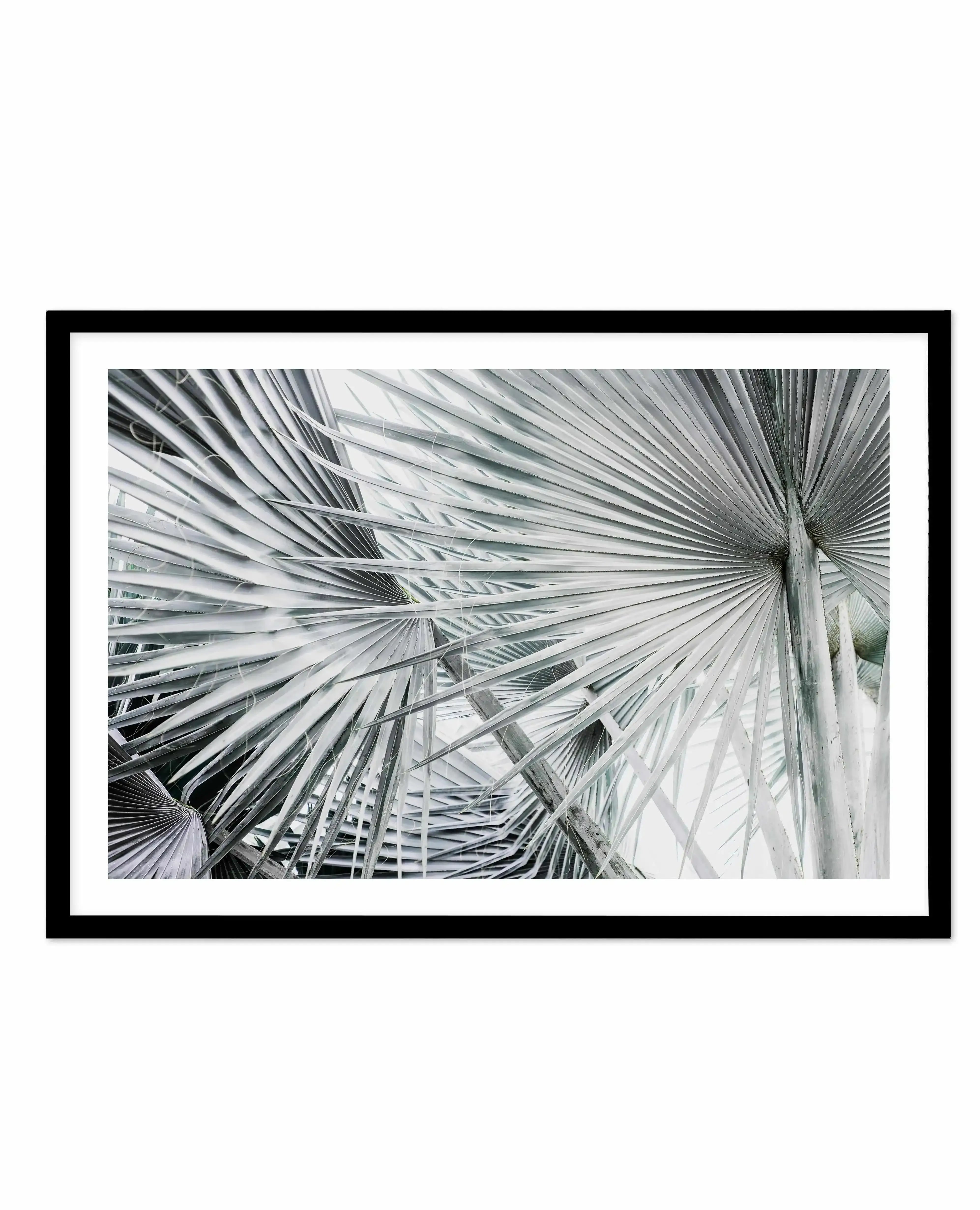 Palmier | LS Art Print-PRINT-Olive et Oriel-Olive et Oriel-A4 | 8.3" x 11.7" | 21 x 29.7cm-Black-With White Border-Buy-Australian-Art-Prints-Online-with-Olive-et-Oriel-Your-Artwork-Specialists-Austrailia-Decorate-With-Coastal-Photo-Wall-Art-Prints-From-Our-Beach-House-Artwork-Collection-Fine-Poster-and-Framed-Artwork
