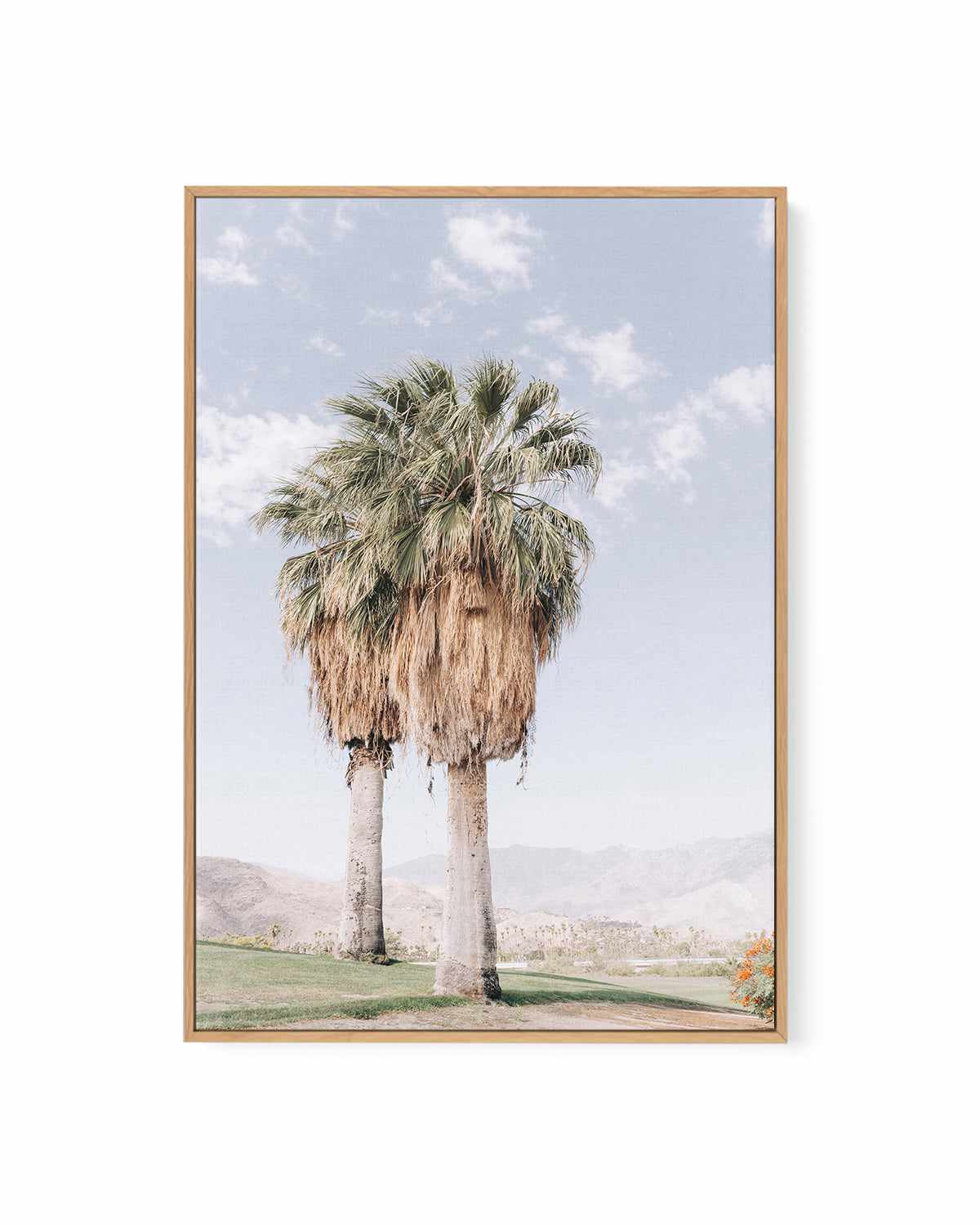 Palms of Palm Springs I | Framed Canvas Art Print