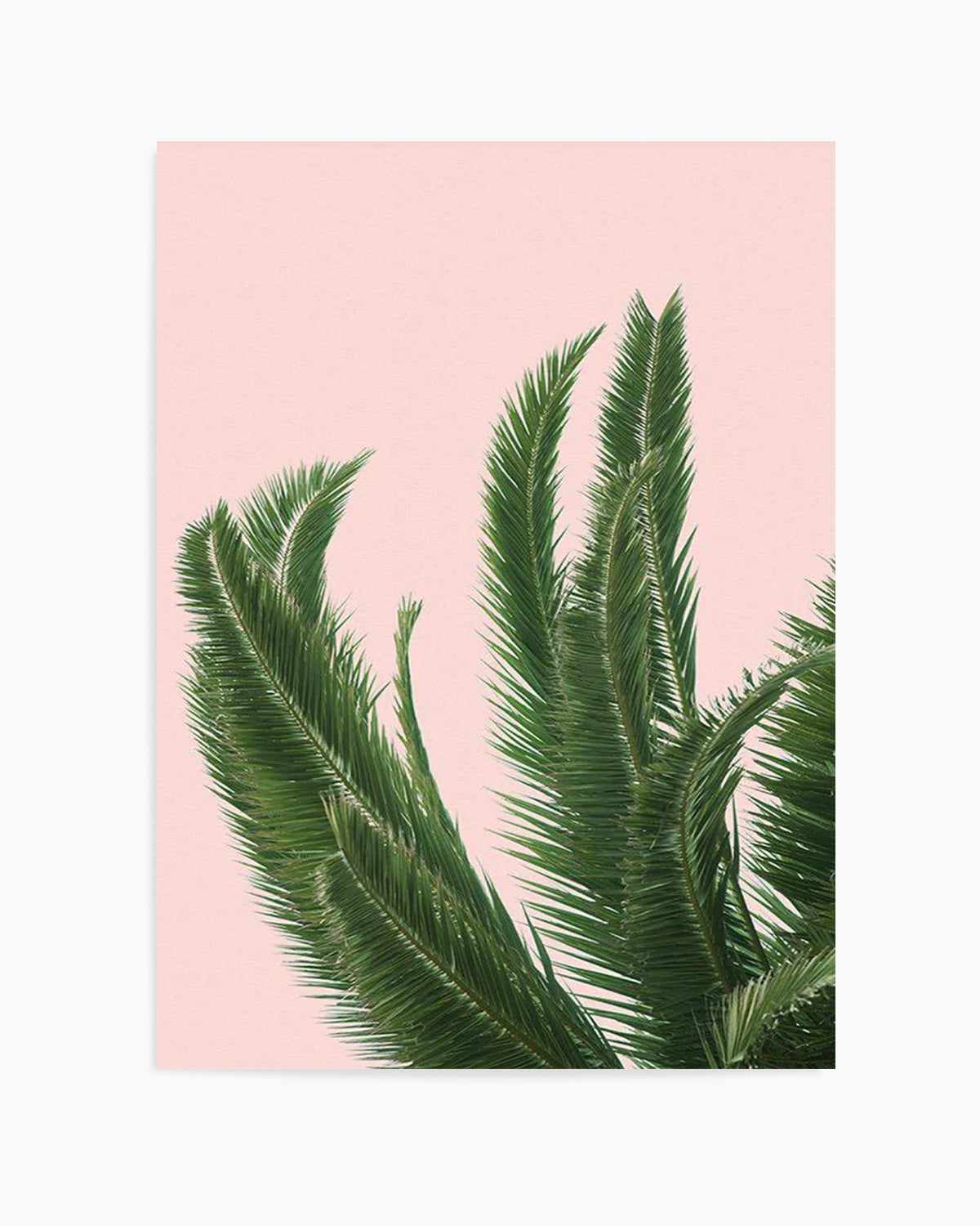 Palms on Pink   Art Print