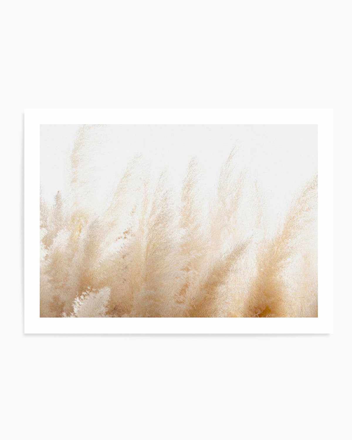 Pampas D'or Art Print