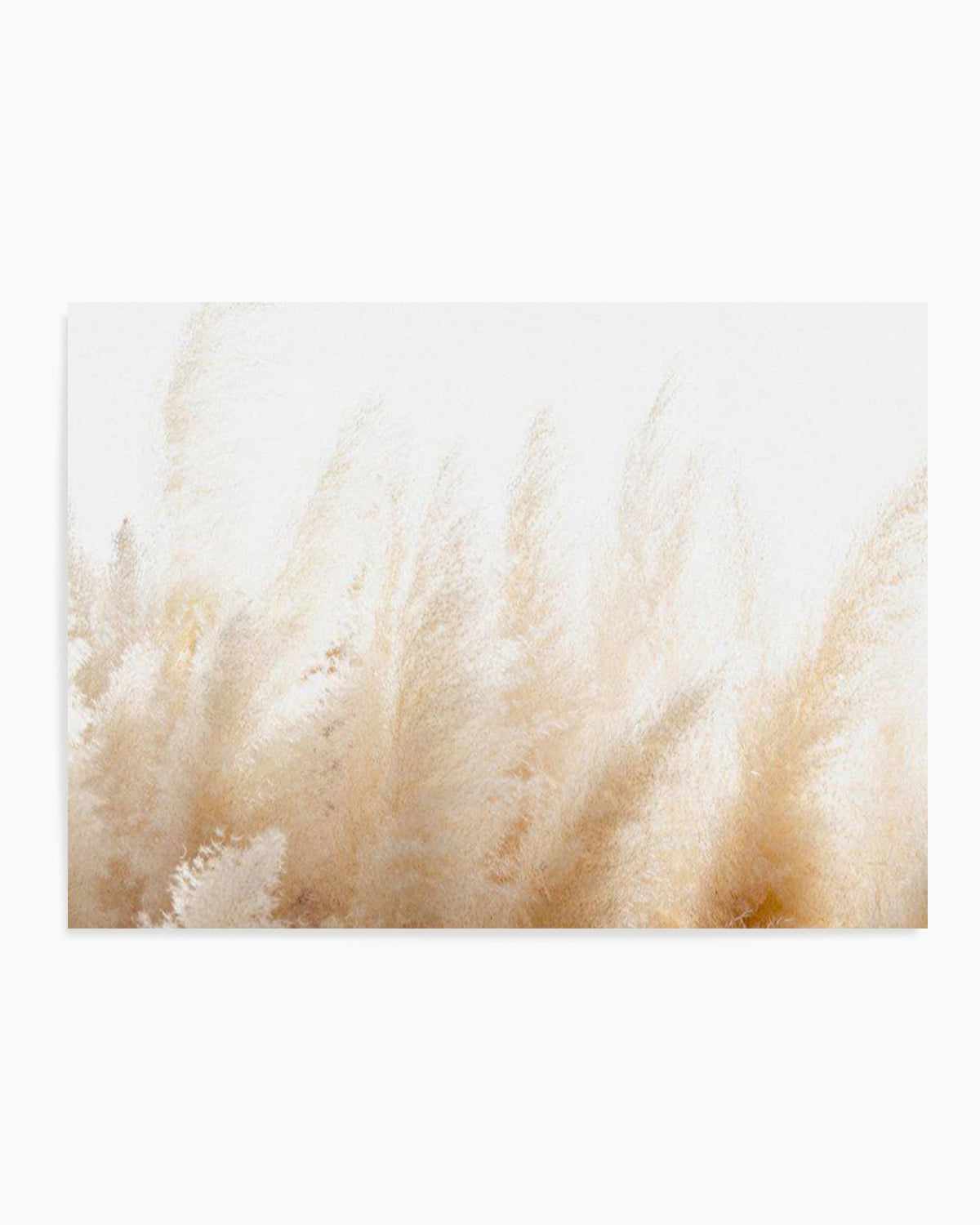 Pampas D'or Art Print