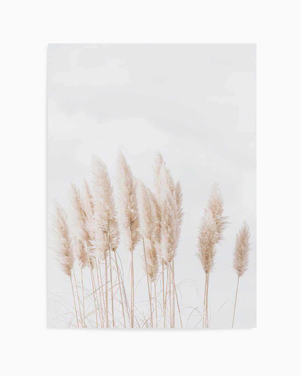 Pampas La Lumiere Art Print