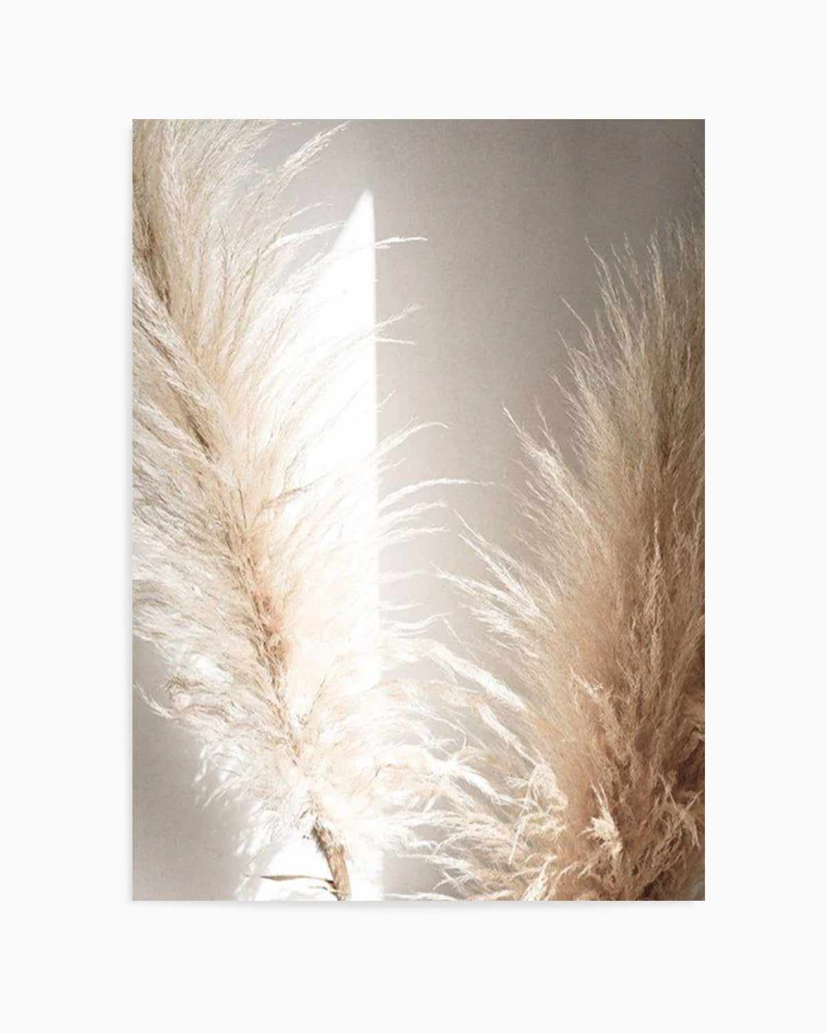 Pampas Ombres II Art Print