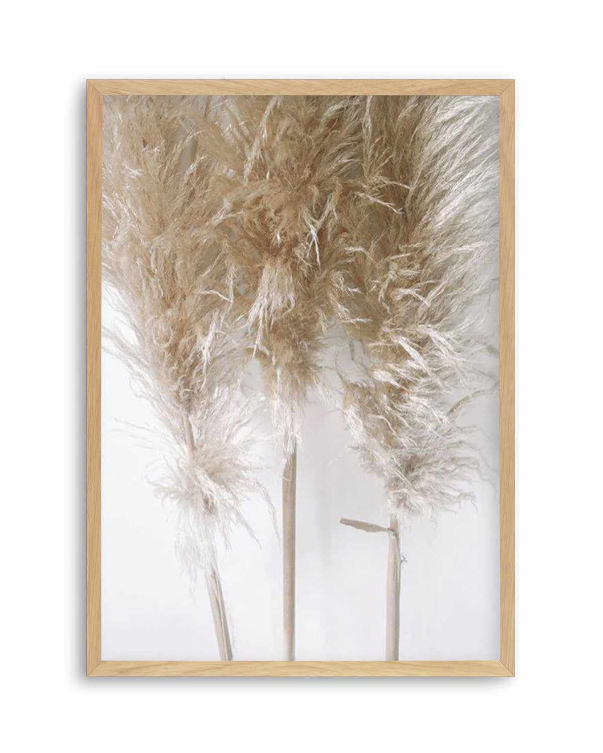 Pampas on Grey I Art Print