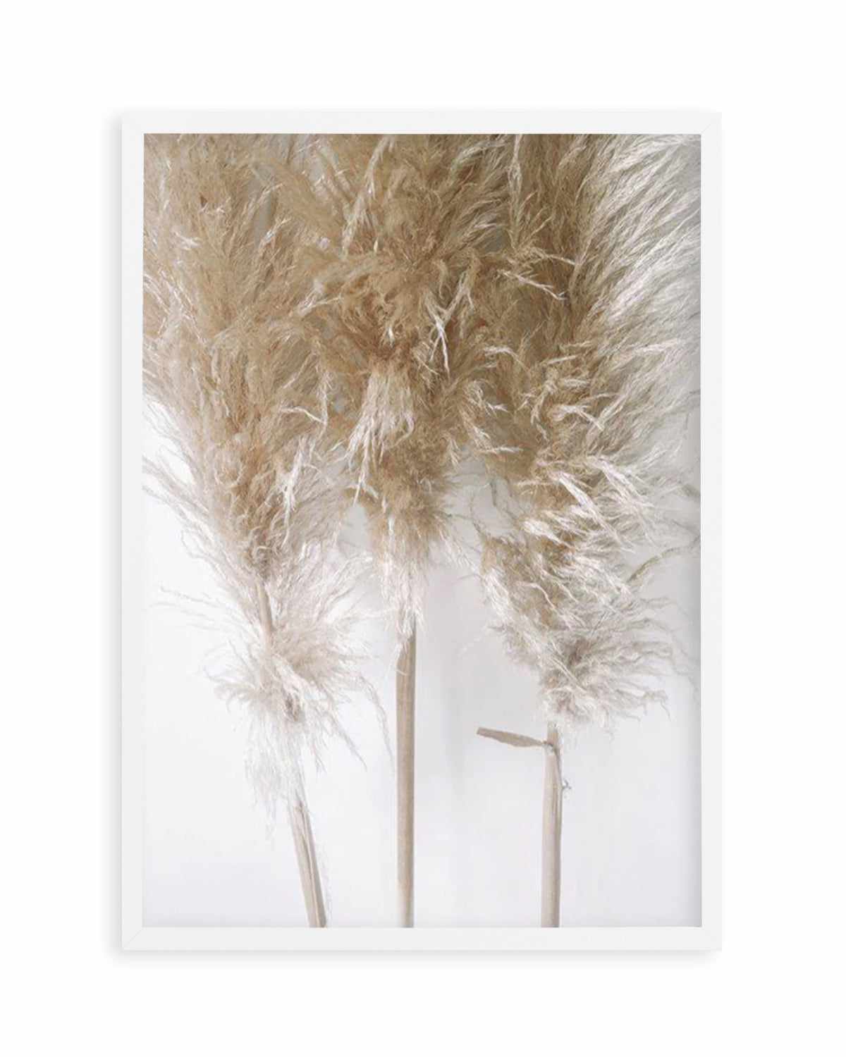 Pampas on Grey I Art Print