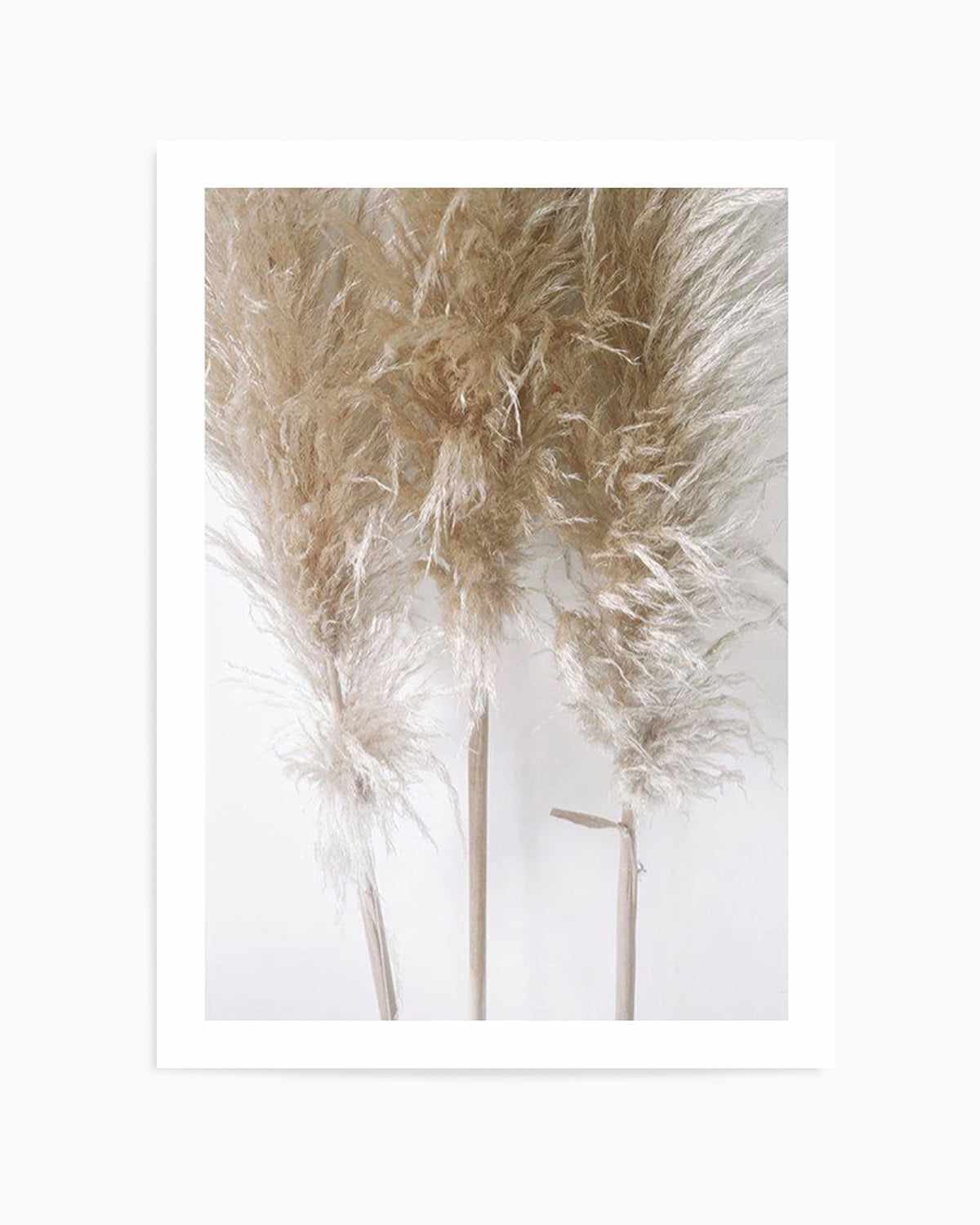 Pampas on Grey I Art Print