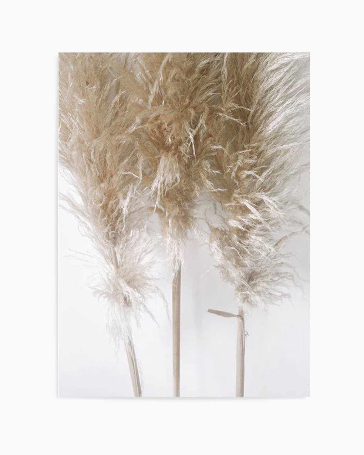 Pampas on Grey I Art Print