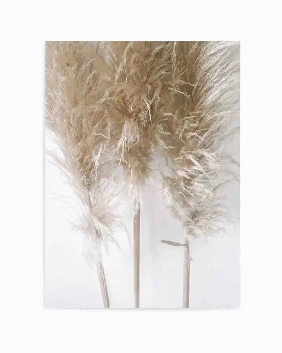 Pampas on Grey I Art Print from Olive et Oriel where you can shop wallpaper and artworks online