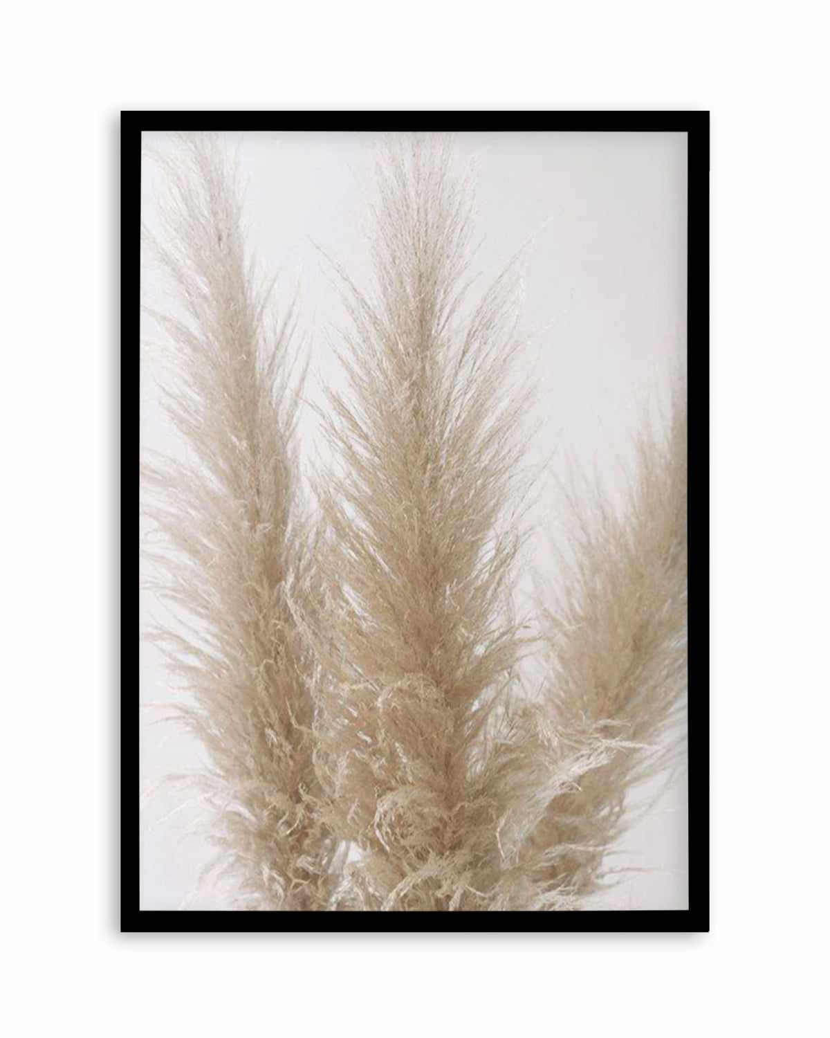 Pampas on Grey II Art Print