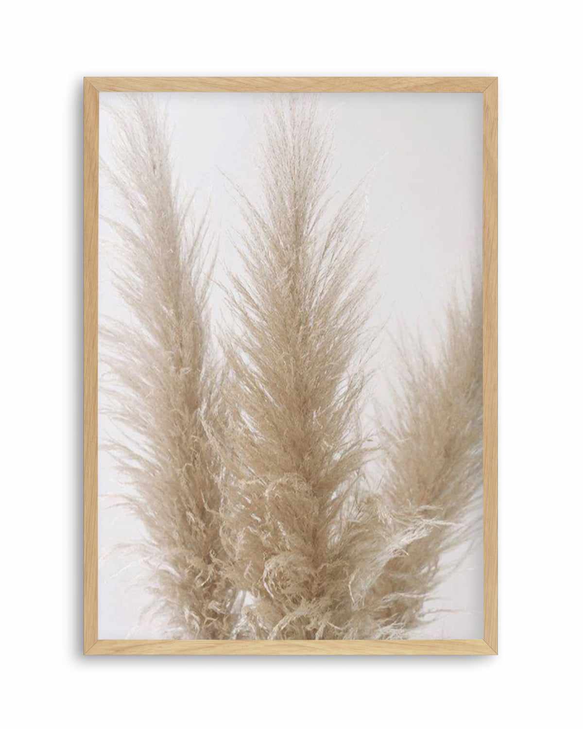 Pampas on Grey II Art Print