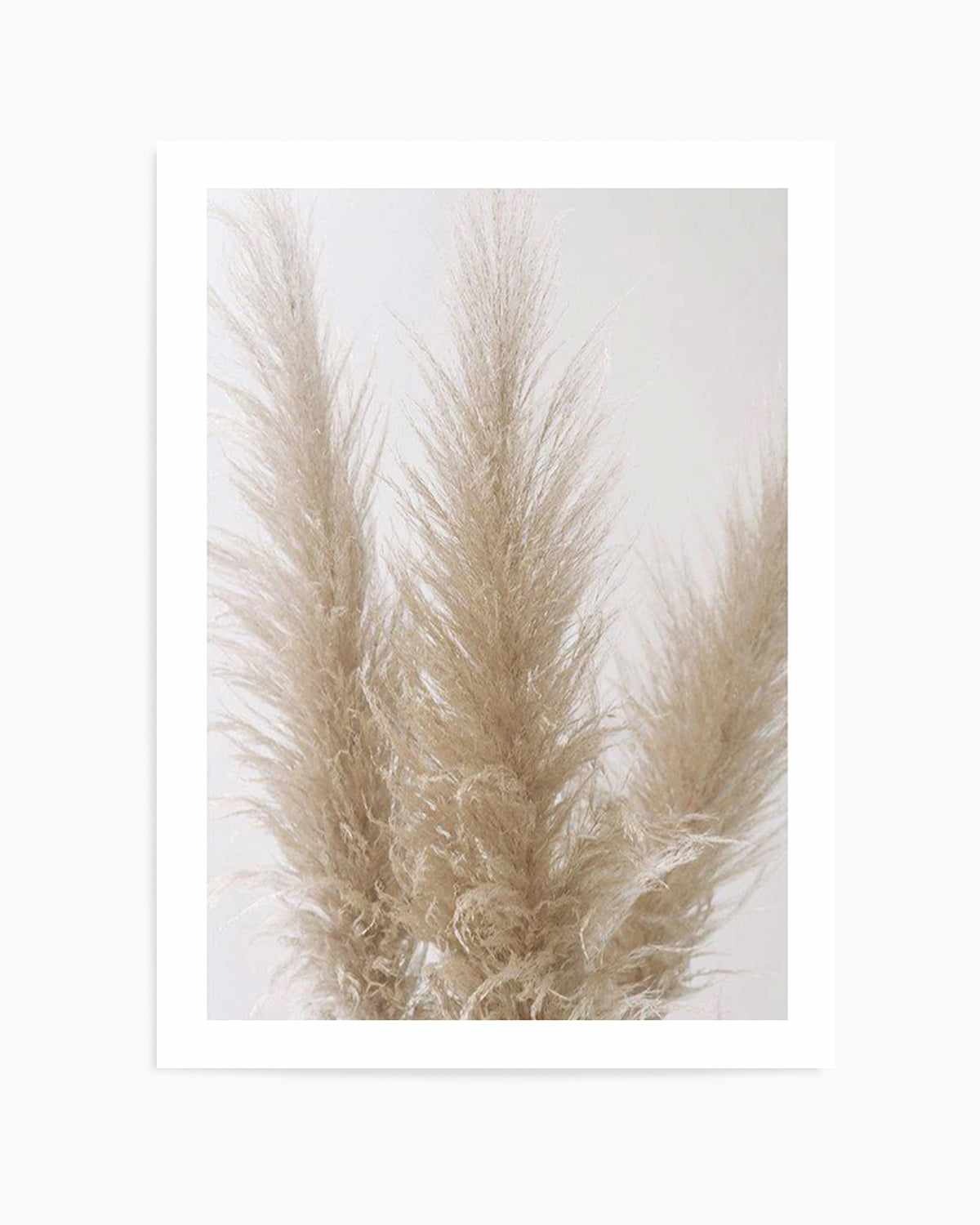 Pampas on Grey II Art Print