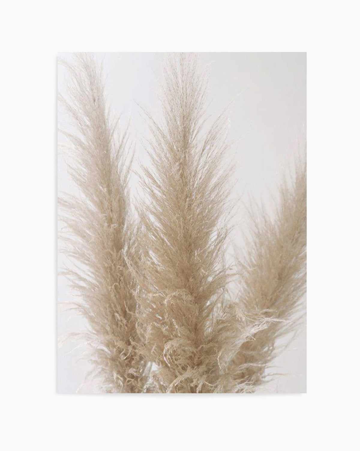 Pampas on Grey II Art Print