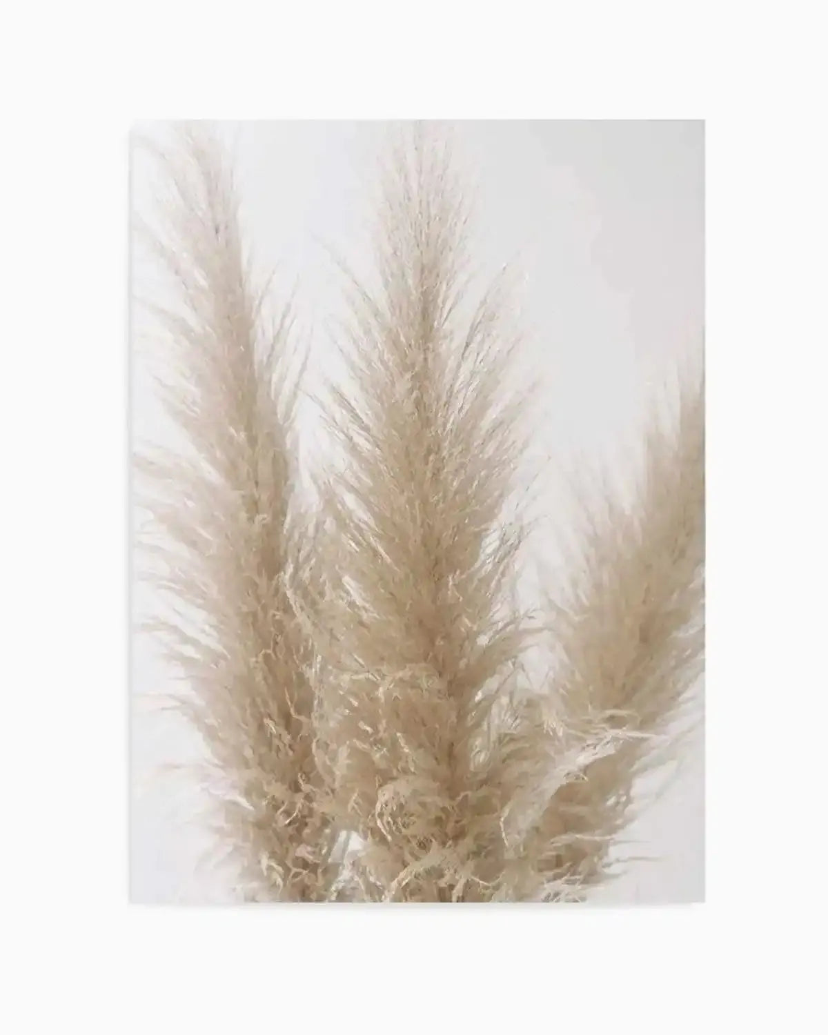Pampas on Grey II Art Print from Olive et Oriel where you can shop wallpaper and artworks online