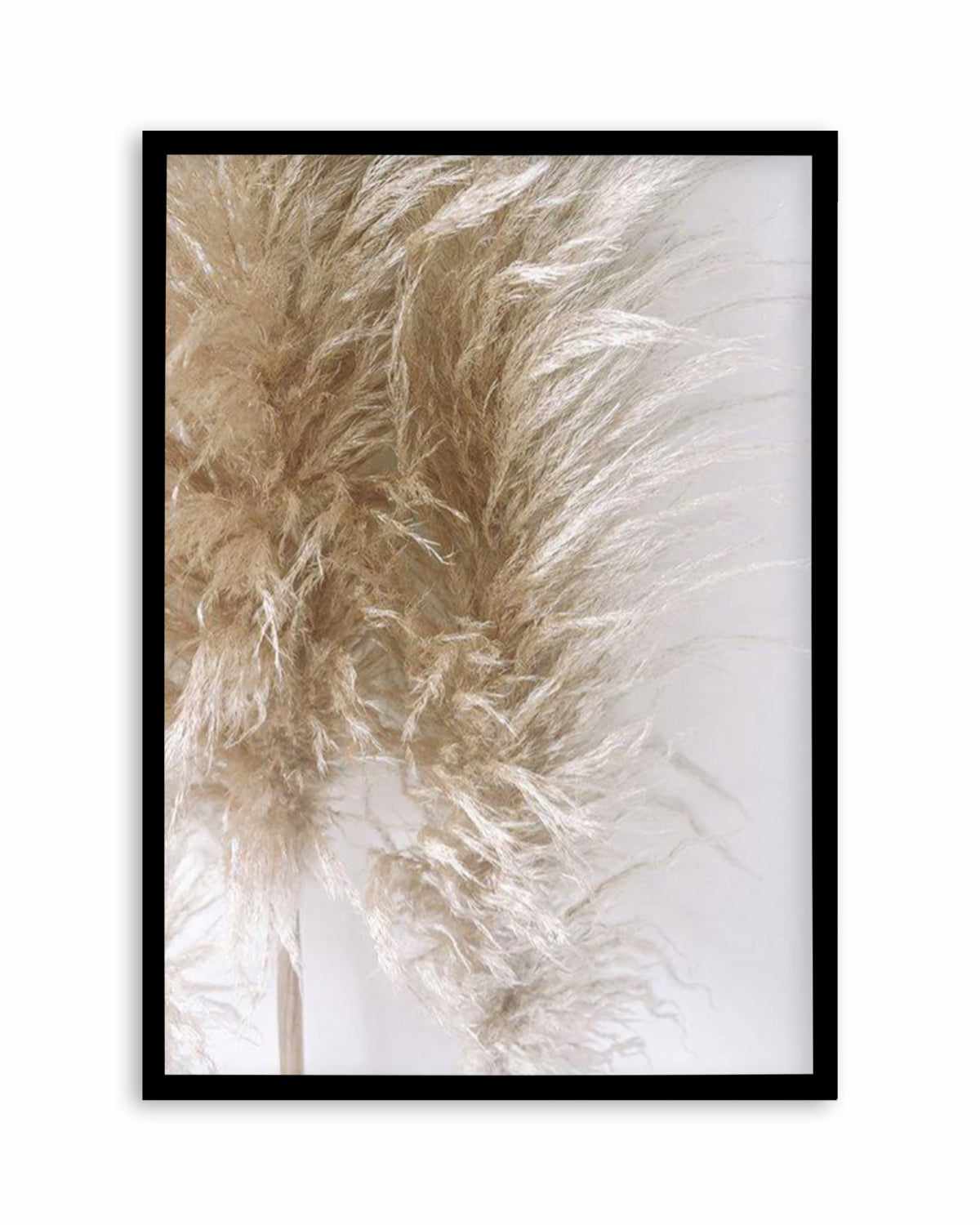 Pampas on Grey III Art Print