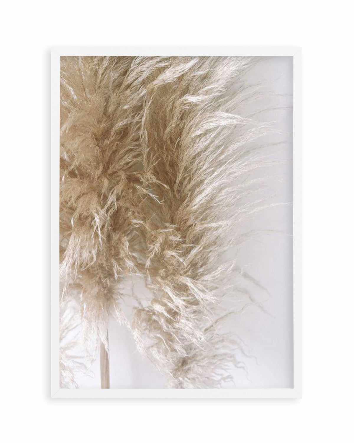 Pampas on Grey III Art Print