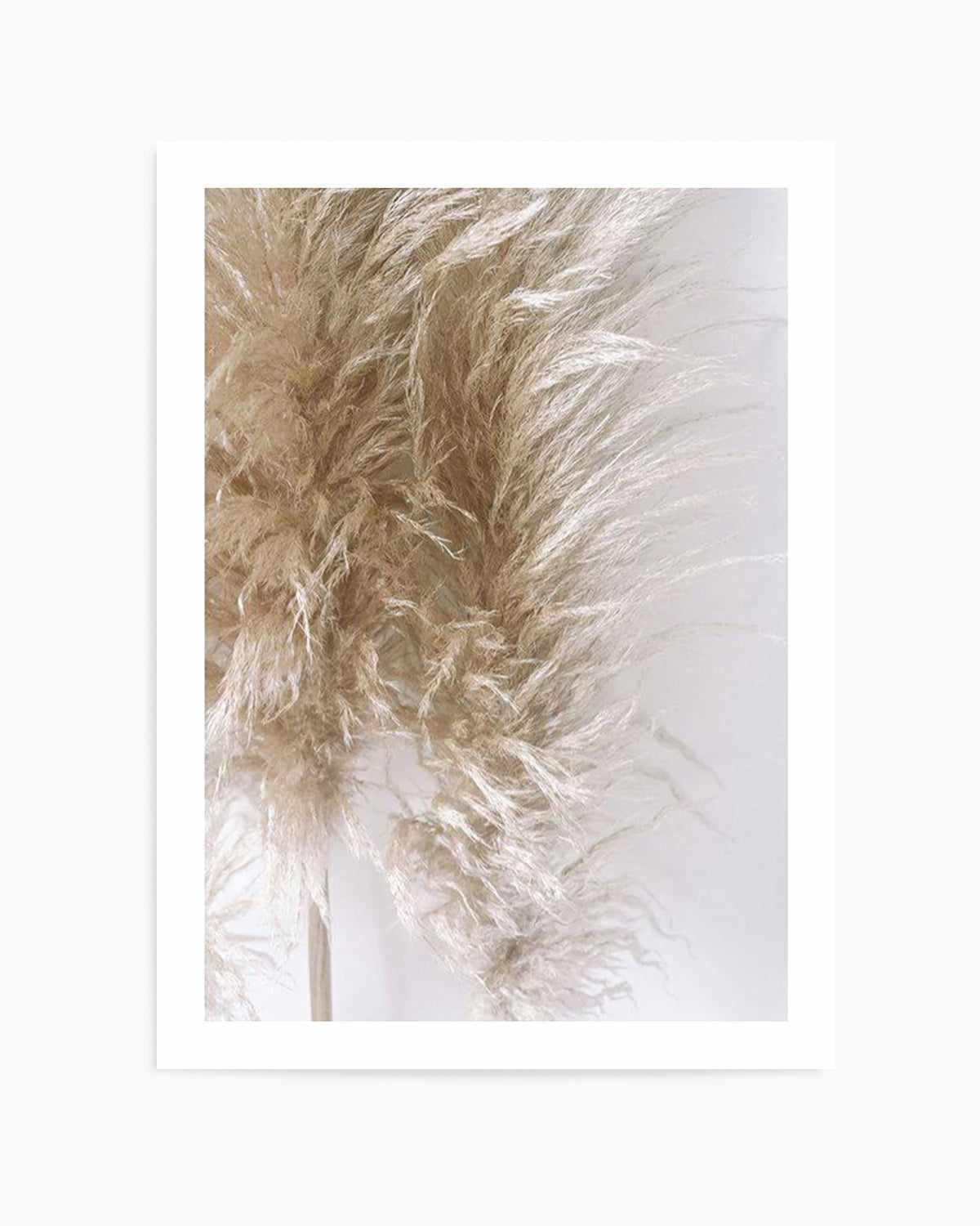 Pampas on Grey III Art Print