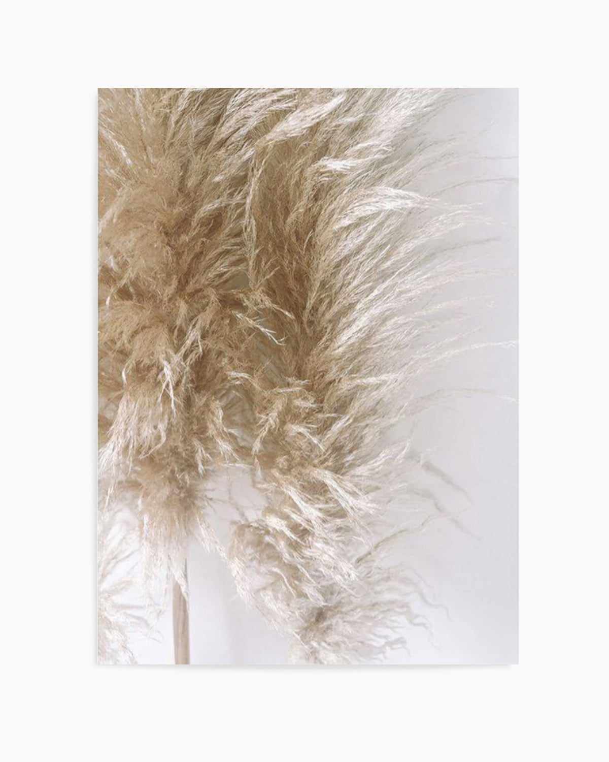 Pampas on Grey III Art Print