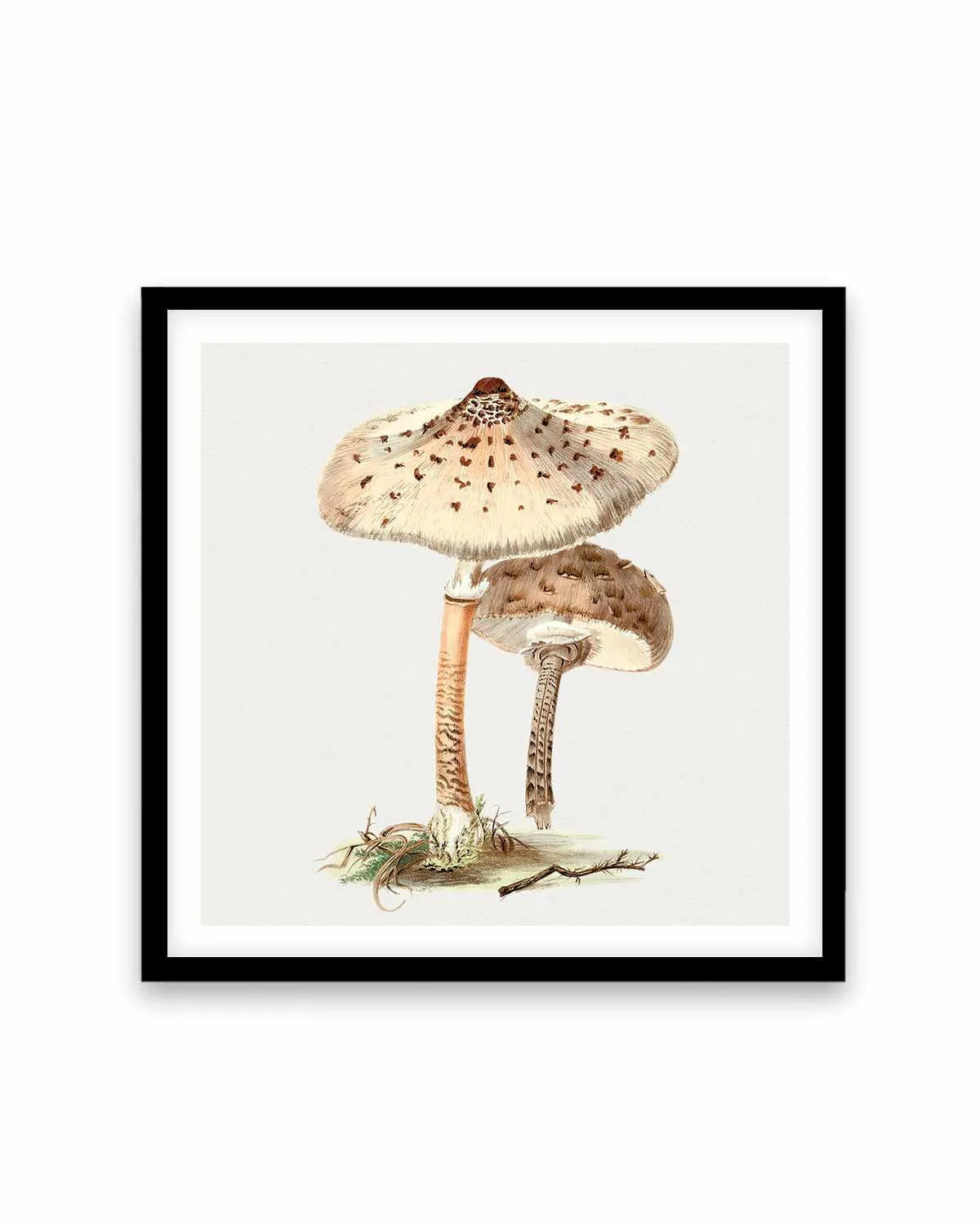 Parasol Mushroom Vintage Illustration Art Print from Olive et Oriel where you can shop wallpaper and artworks online