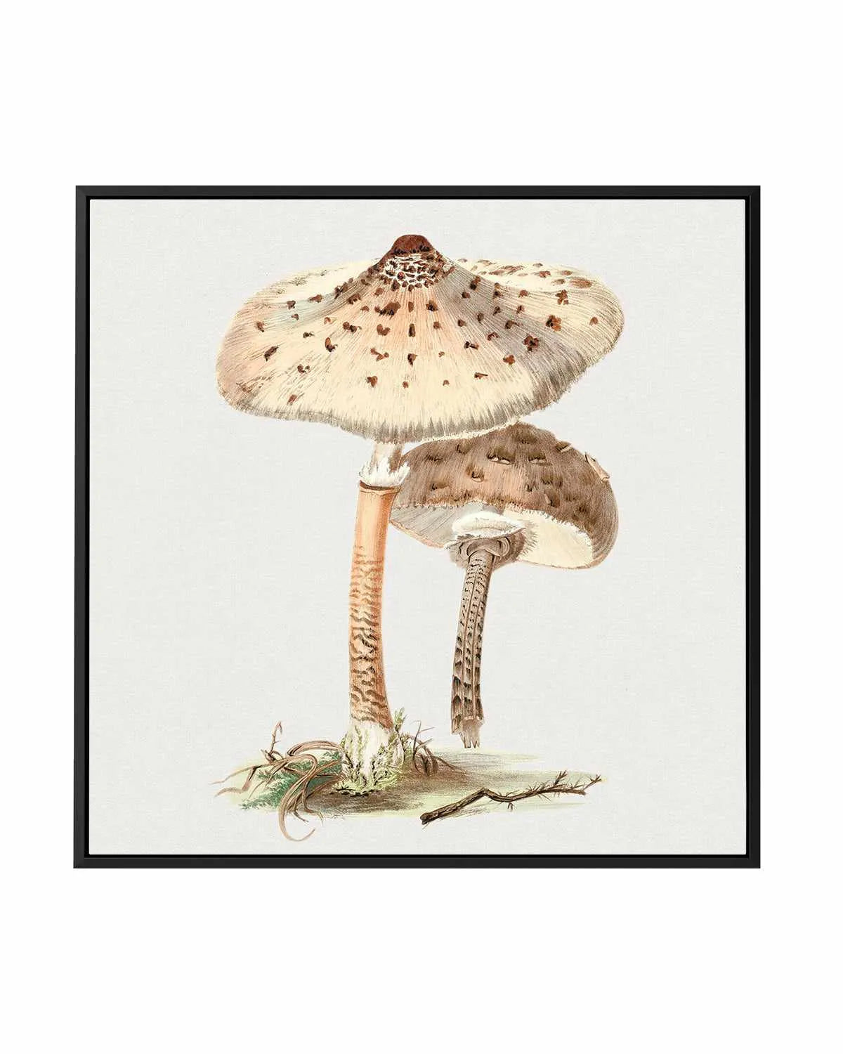 Parasol Mushroom Vintage Illustration | Framed Canvas Art Print from Olive et Oriel where you can shop wallpaper and artworks online