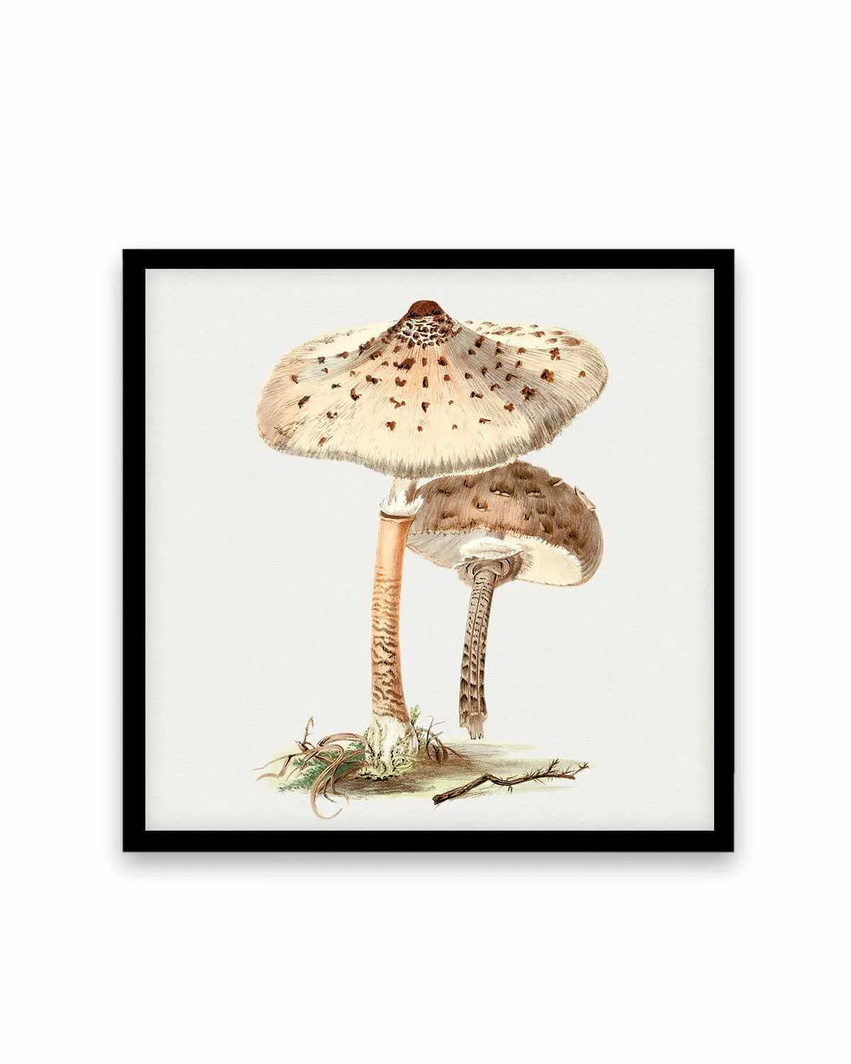 Parasol Mushroom Vintage Illustration Art Print from Olive et Oriel where you can shop wallpaper and artworks online