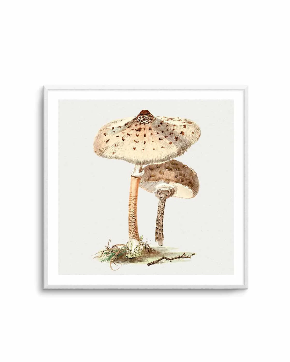 Parasol Mushroom Vintage Illustration Art Print from Olive et Oriel where you can shop wallpaper and artworks online