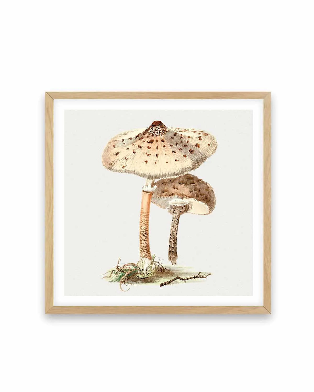 Parasol Mushroom Vintage Illustration Art Print from Olive et Oriel where you can shop wallpaper and artworks online