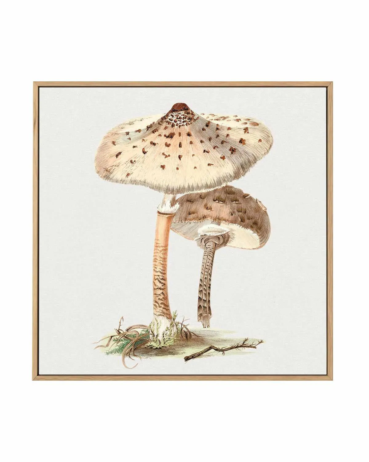 Parasol Mushroom Vintage Illustration | Framed Canvas Art Print from Olive et Oriel where you can shop wallpaper and artworks online