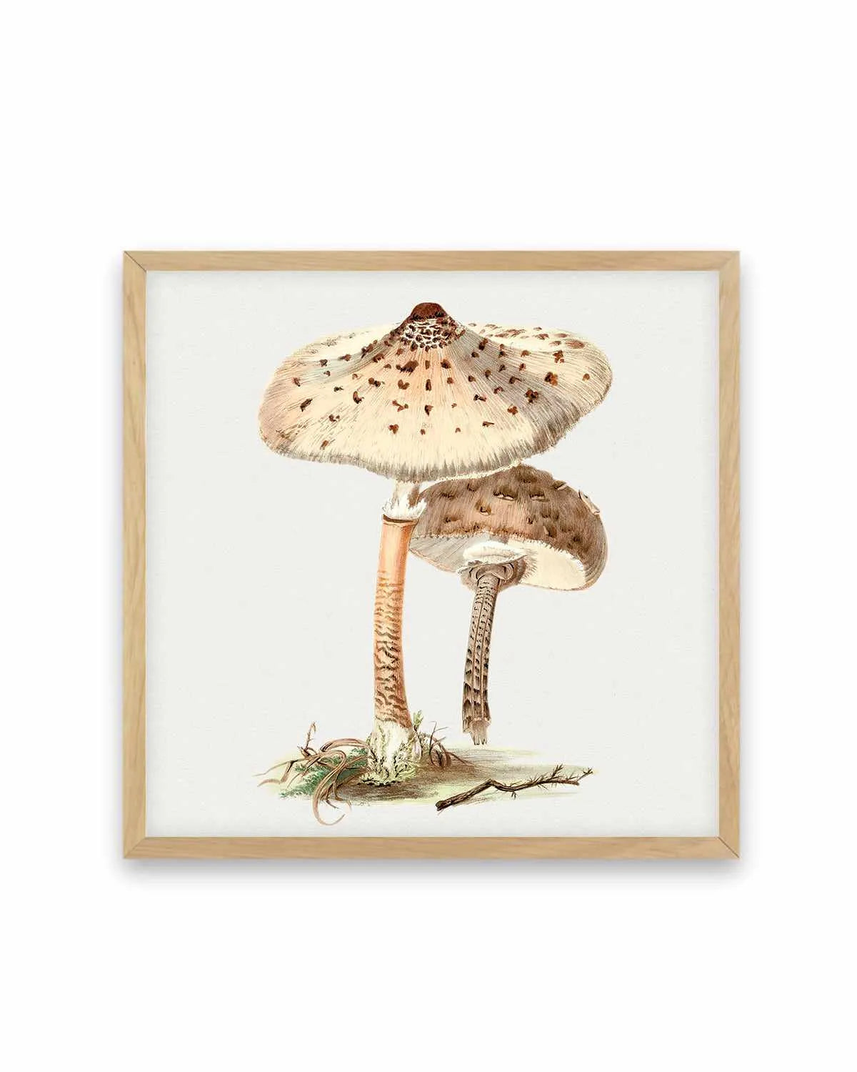 Parasol Mushroom Vintage Illustration Art Print from Olive et Oriel where you can shop wallpaper and artworks online