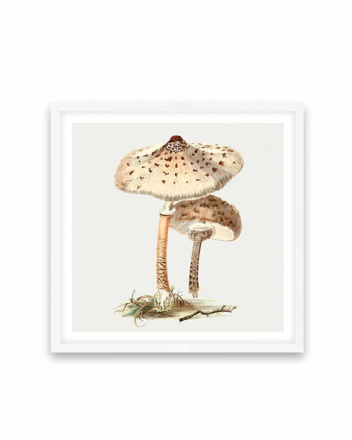 Parasol Mushroom Vintage Illustration Art Print from Olive et Oriel where you can shop wallpaper and artworks online