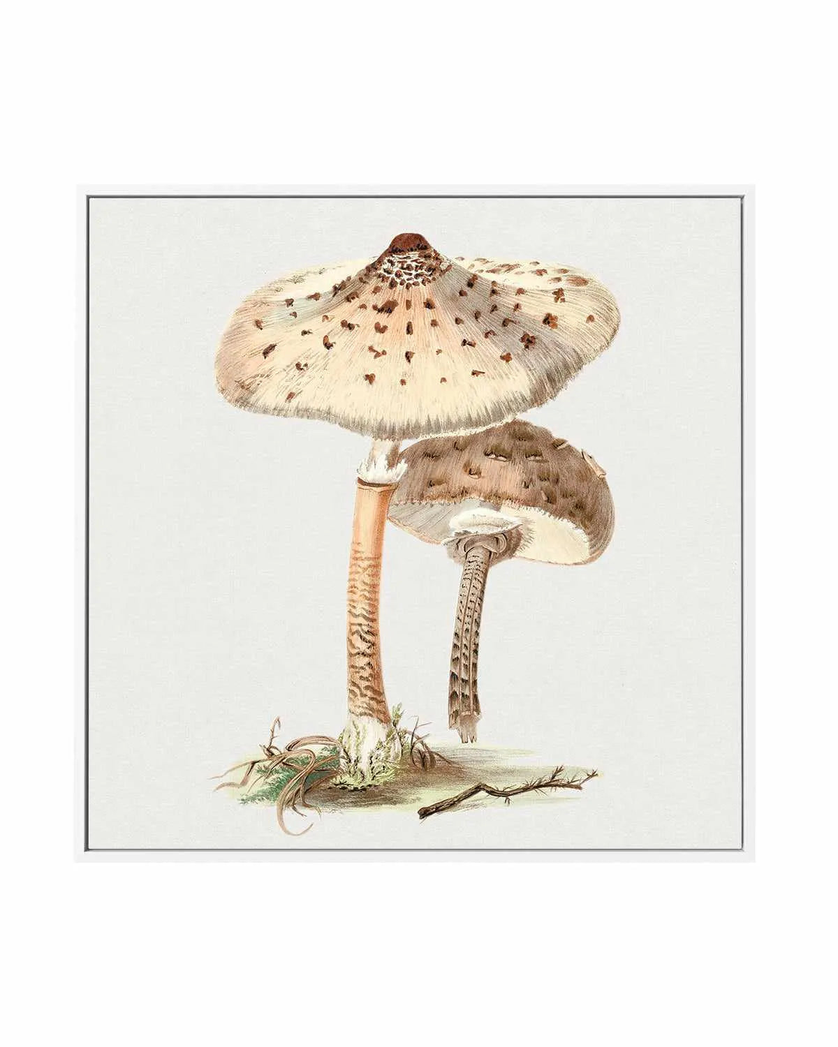 Parasol Mushroom Vintage Illustration | Framed Canvas Art Print from Olive et Oriel where you can shop wallpaper and artworks online