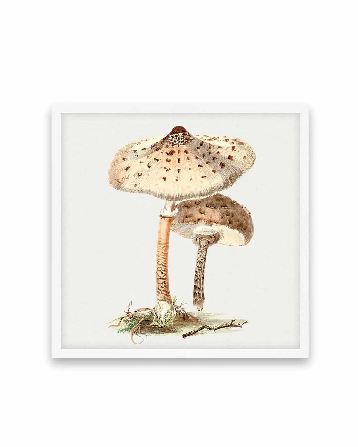 Parasol Mushroom Vintage Illustration Art Print from Olive et Oriel where you can shop wallpaper and artworks online