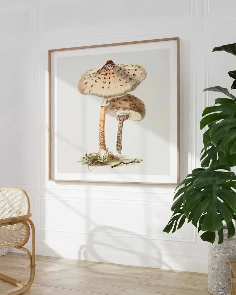 Parasol Mushroom Vintage Illustration Art Print from Olive et Oriel where you can shop wallpaper and artworks online