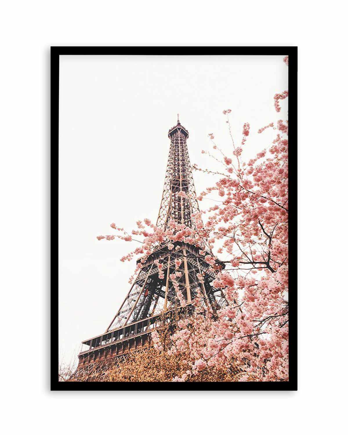 Parisian Blooms II Art Print