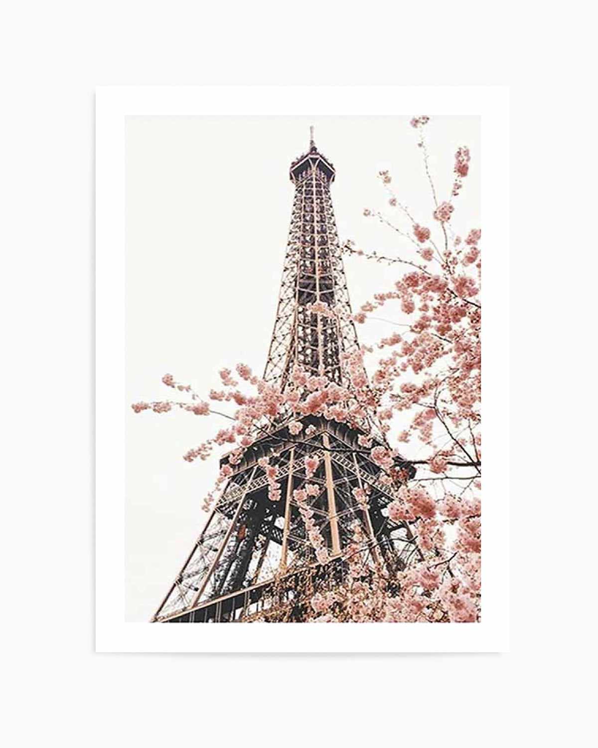 Parisian Blooms II | Square Art Print