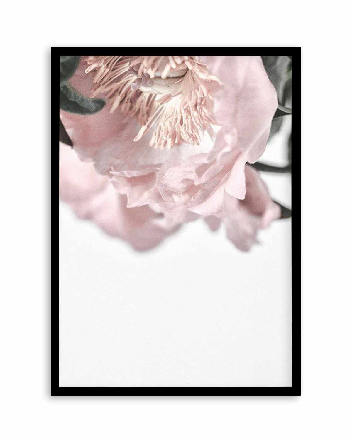 Parisian Peonies Art Print