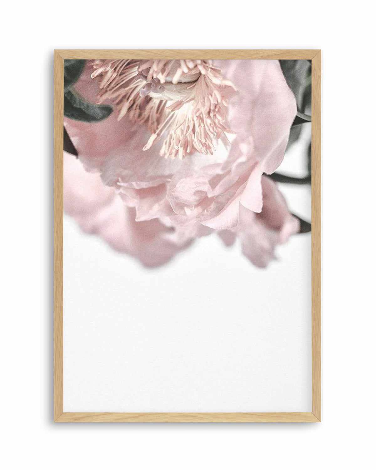 Parisian Peonies Art Print