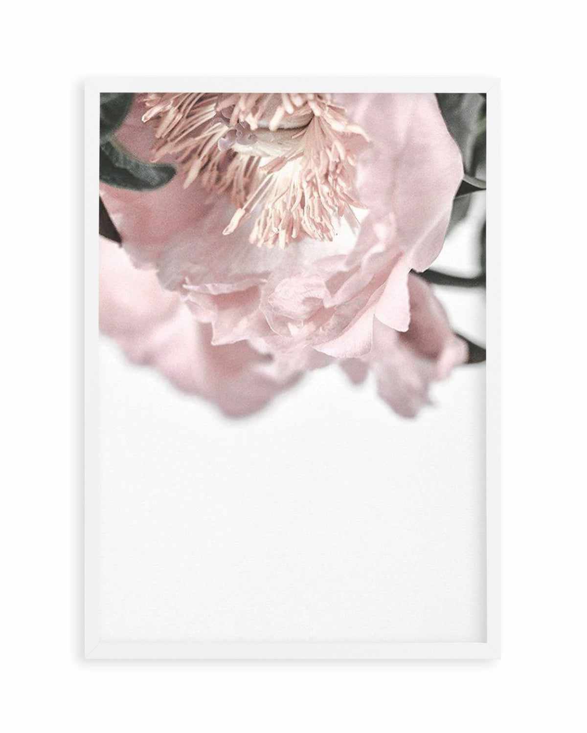 Parisian Peonies Art Print